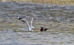 Red-billed Gull | Tarāpunga. Trying to steal food from a South Island pied oystercatcher. Little Waihi, February 2012. Image © Raewyn Adams by Raewyn Adams.