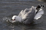 Red-billed Gull | Tarāpunga. Adult bathing. Avon-Heathcote estuary, June 2014. Image © Steve Attwood by Steve Attwood.