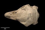 Eastern moa | Moa mōmona. Skull (dorsal). Specimen registration no. S.000470; image no. MA_I251443. Pyramid Valley. Image © Te Papa.