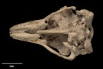 Eastern moa | Moa mōmona. Skull (ventral). Specimen registration no. S.000470; image no. MA_I251444. Pyramid Valley. Image © Te Papa.