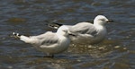 Black-billed gull | Tarāpuka. Adults. Whanganui, February 2006. Image © Ormond Torr by Ormond Torr.