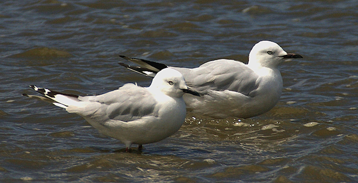 Black-billed gull | Tarāpuka. Adults. Whanganui, February 2006. Image © Ormond Torr by Ormond Torr.