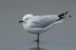 Black-billed gull | Tarāpuka. Adult. Peka Peka Beach, May 2014. Image © Roger Smith by Roger Smith.