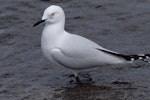 Black-billed gull | Tarāpuka. Adult. Lake Taupo, November 2008. Image © Peter Reese by Peter Reese.