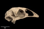 Eastern moa | Moa mōmona. Skull (lateral). Specimen registration no. S.000470; image no. MA_I251442. Pyramid Valley. Image © Te Papa.