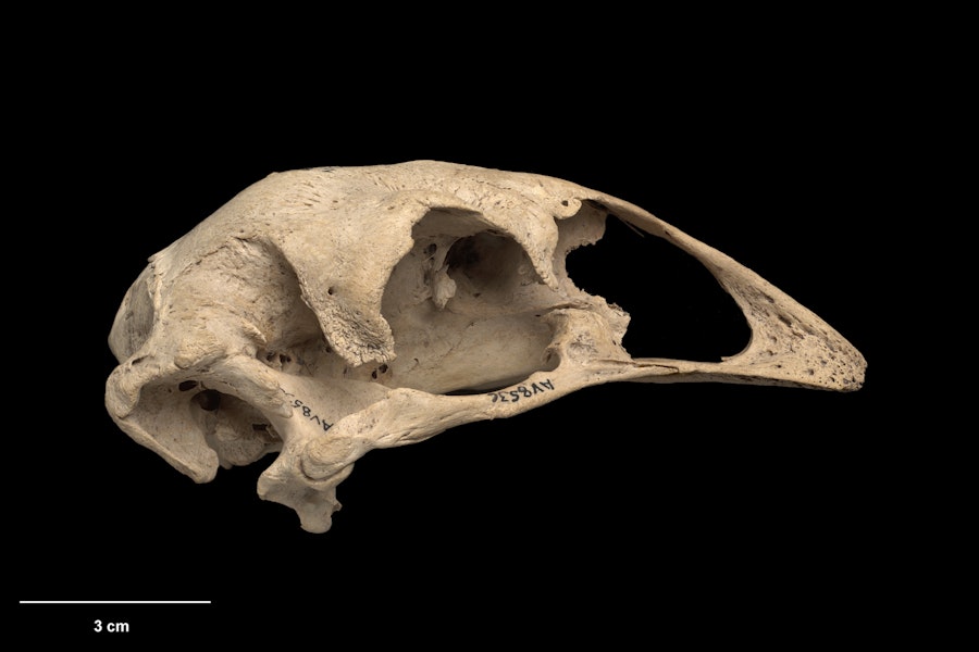 Eastern moa | Moa mōmona. Skull (lateral). Specimen registration no. S.000470; image no. MA_I251442. Pyramid Valley. Image © Te Papa.