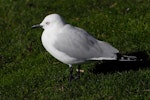 Black-billed gull | Tarāpuka. Adult. Picton, July 2009. Image © Peter Reese by Peter Reese.