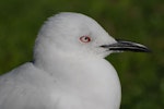 Black-billed gull | Tarāpuka. Adult head. Picton, July 2009. Image © Peter Reese by Peter Reese.