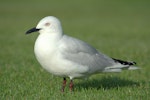 Black-billed gull | Tarāpuka. Adult on grass. Napier, January 2016. Image © Oscar Thomas by Oscar Thomas.