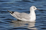 Black-billed gull | Tarāpuka. Immature bird on freshwater lake. Henley Lake, Masterton, March 2009. Image © Duncan Watson by Duncan Watson.