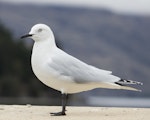 Black-billed gull | Tarāpuka. Adult. Queenstown, June 2017. Image © Oscar Thomas by Oscar Thomas.