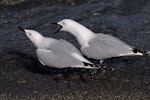 Black-billed gull | Tarāpuka. Pair displaying. Queenstown, October 2008. Image © Peter Reese by Peter Reese.