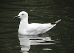 Black-billed gull | Tarāpuka. Adult on water. Ashburton Botanic Gardens, January 2015. Image © Oscar Thomas by Oscar Thomas.