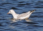 Black-billed gull | Tarāpuka. Juvenile. Henley Lake, Masterton, March 2009. Image © Duncan Watson by Duncan Watson.