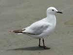 Black-billed gull | Tarāpuka. Immature (first summer). Golden Bay, December 2011. Image © Alan Tennyson by Alan Tennyson.