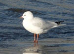 Black-billed gull | Tarāpuka. Immature (second summer). Waikanae River estuary, April 2010. Image © Alan Tennyson by Alan Tennyson.