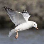 Black-billed gull | Tarāpuka. Juvenile in flight. Mangere sewage ponds, April 2018. Image © Oscar Thomas by Oscar Thomas.