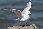 Black-billed gull | Tarāpuka. Juvenile, showing wing markings. Whanganui, December 2012. Image © Ormond Torr by Ormond Torr.