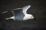 Black-billed gull | Tarāpuka. Adult flying. Rakaia River, December 2015. Image © Adam Higgins by Adam Higgins.