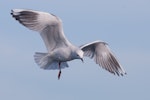 Black-billed gull | Tarāpuka. Ventral view of adult feeding at sea. At sea off Otago Peninsula, April 2012. Image © Craig McKenzie by Craig McKenzie.