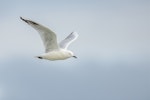 Black-billed gull | Tarāpuka. Adult in flight. Lake Rotorua, September 2012. Image © Tony Whitehead by Tony Whitehead.