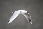 Black-billed gull | Tarāpuka. Adult in flight. Lake Taupo, September 2013. Image © Edin Whitehead by Edin Whitehead.