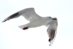 Black-billed gull | Tarāpuka. Ventral view of adult in flight. Miranda, February 2011. Image © Cheryl Marriner by Cheryl Marriner.