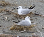 Black-billed gull | Tarāpuka. Adults on nests. Motueka Sandspit, Tasman Bay, January 2017. Image © Rebecca Bowater by Rebecca Bowater FPSNZ AFIAP.