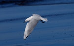 Black-billed gull | Tarāpuka. Dorsal view of adult in flight. Riversdale, Wairarapa, October 2007. Image © Peter Reese by Peter Reese.