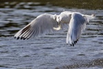 Black-billed gull | Tarāpuka. Adult carrying fish (either yellow-eyed mullet or smelt). Ashley River estuary, North Canterbury, December 2016. Image © Kathy Reid by Kathy Reid.