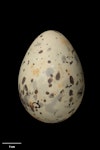 Black-billed gull | Tarāpuka. Egg 52.9 x 37.9 mm (NMNZ OR.007327, collected by Reginald Oliver). Rakaia River, November 1905. Image © Te Papa by Jean-Claude Stahl.