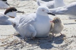 Black-billed gull | Tarāpuka. Adult on nest with chick. Motueka Sandspit, Tasman Bay, December 2016. Image © Rebecca Bowater by Rebecca Bowater FPSNZ AFIAP.