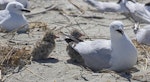 Black-billed gull | Tarāpuka. Adults nesting with chicks. Motueka Sandspit, Tasman Bay, December 2016. Image © Rebeccca Bowater by Rebeccca Bowater.