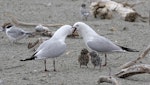 Black-billed gull | Tarāpuka. Adults calling around their chicks. Motueka Sandspit, Tasman Bay, January 2017. Image © Rebecca Bowater by Rebecca Bowater FPSNZ AFIAP.