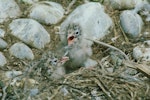 Black-billed gull | Tarāpuka. Two chicks in nest. Near Twizel, January 1984. Image © Department of Conservation (image ref: 10050072) by Dave Murray,.