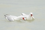 Black-billed gull | Tarāpuka. Two adults displaying on a freshwater lake showing red gape. Lake Rotorua, September 2012. Image © Tony Whitehead by Tony Whitehead.