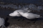 Black-billed gull | Tarāpuka. Two adults displaying. Queenstown, October 2008. Image © Peter Reese by Peter Reese.