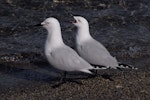 Black-billed gull | Tarāpuka. 2 adult birds, one calling. Queenstown, October 2008. Image © Peter Reese by Peter Reese.