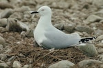 Black-billed gull | Tarāpuka. Adult on nest containing chicks. Whitestone River, Te Anau, October 1975. Image © Department of Conservation (image ref: 10036261) by Rod Morris, Department of Conservation.