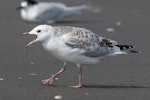 Black-billed gull | Tarāpuka. Juvenile begging for food. Himatangi Beach, January 2019. Image © Imogen Warren by Imogen Warren.