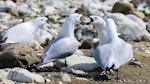 Black-billed gull | Tarāpuka. Adults in territorial dispute. Waima/Ure River mouth, September 2019. Image © Derek Templeton by Derek Templeton.