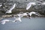 Black-billed gull | Tarāpuka. Flock hovering above a river. Rakaia River, December 2015. Image © Adam Higgins by Adam Higgins.