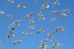 Black-billed gull | Tarāpuka. Flock in flight. Wairau River, January 2009. Image © Kate Steffens by Kate Steffens.