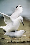 Black-billed gull | Tarāpuka. Mating pair. Manawatu River estuary, October 2000. Image © Alex Scott by Alex Scott.