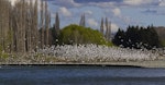 Black-billed gull | Tarāpuka. Breeding colony on braided river. Oreti River, Northern Southland, September 2012. Image © Glenda Rees by Glenda Rees.