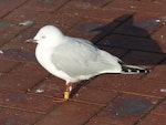 Black-billed gull | Tarāpuka. Banded non-breeding adult, 3.5 years old. Picton, June 2015. Image © Alan Tennyson by Alan Tennyson.