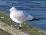 Black-billed gull | Tarāpuka. Banded juvenile, 6 months old. Picton, June 2015. Image © Alan Tennyson by Alan Tennyson.