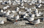 Black-billed gull | Tarāpuka. Mixed breeding colony of black-billed gulls and red-billed gulls. Lake Rotorua, December 2001. Image © Tamas Zeke by Tamas Zeke.