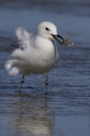 Black-billed gull | Tarāpuka. Immature bird with flotsam in its bill. Western Southland, September 2012. Image © Glenda Rees by Glenda Rees.