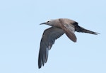 Brown noddy. Adult in flight. Lord Howe Island, April 2019. Image © Glenn Pure 2019 birdlifephotography.org.au by Glenn Pure.